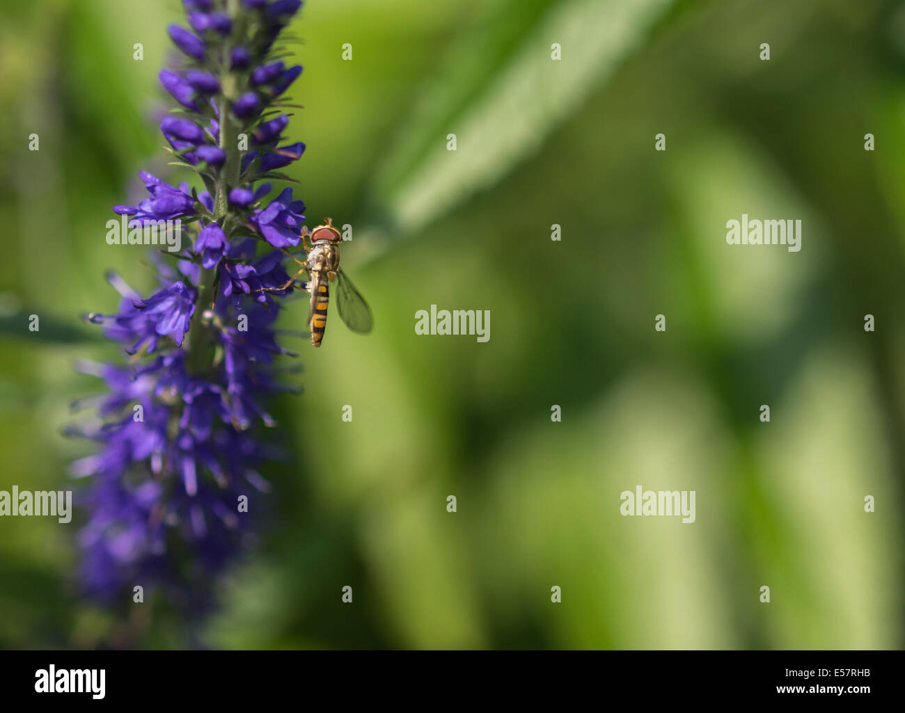 Insectos Hoverfly en flor azul Foto de stock