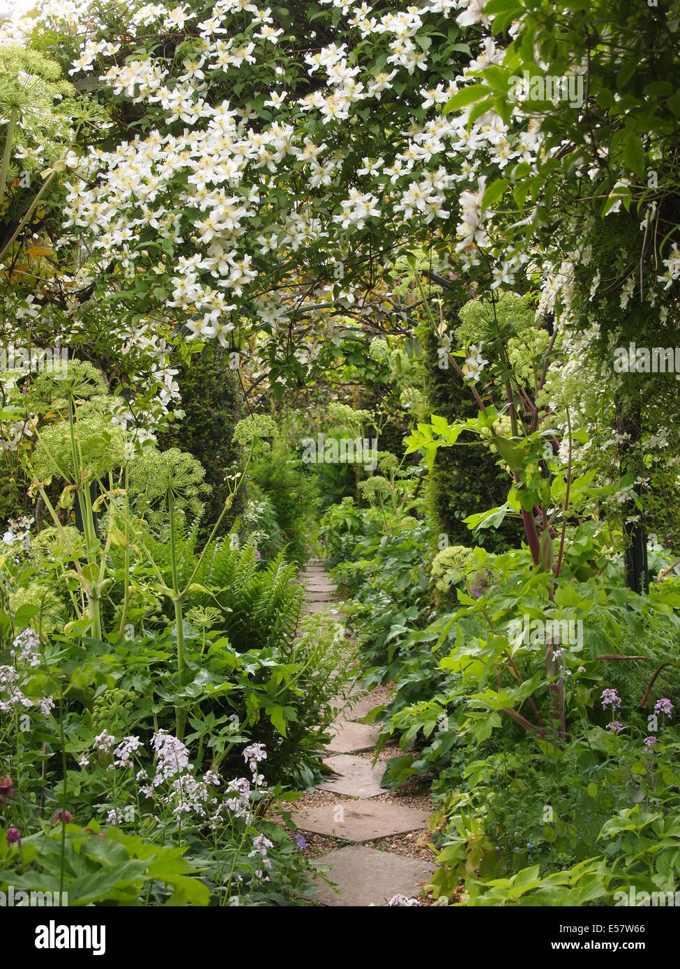 Chenies Manor Garden Ruta a través del arco de Clematis armandii blanco a finales de mayo mostrando angélica y capacitó a las plantas trepadoras. Foto de stock
