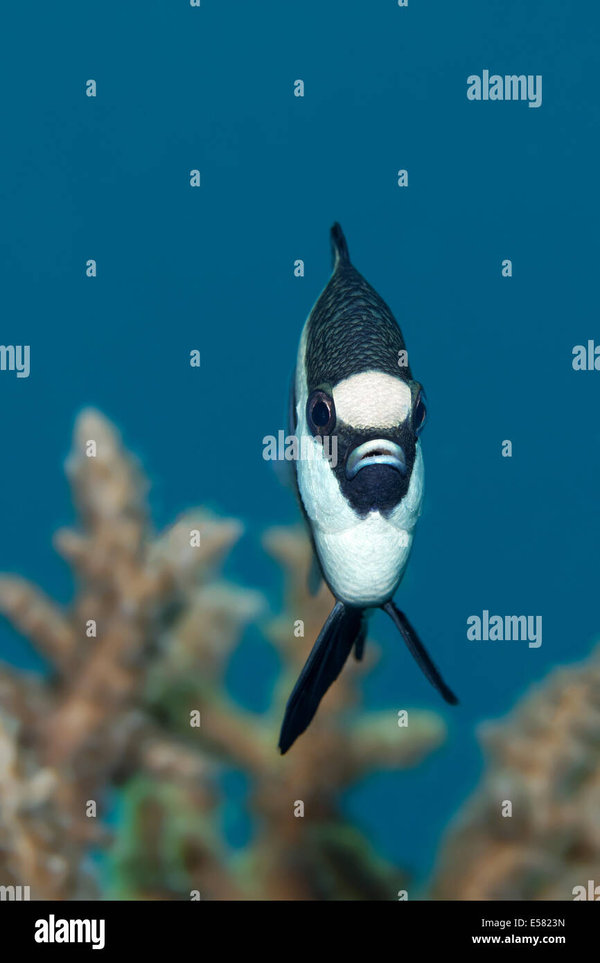 Whitetail (Dascyllus aruanus dascyllus), Mar Rojo, Egipto Foto de stock