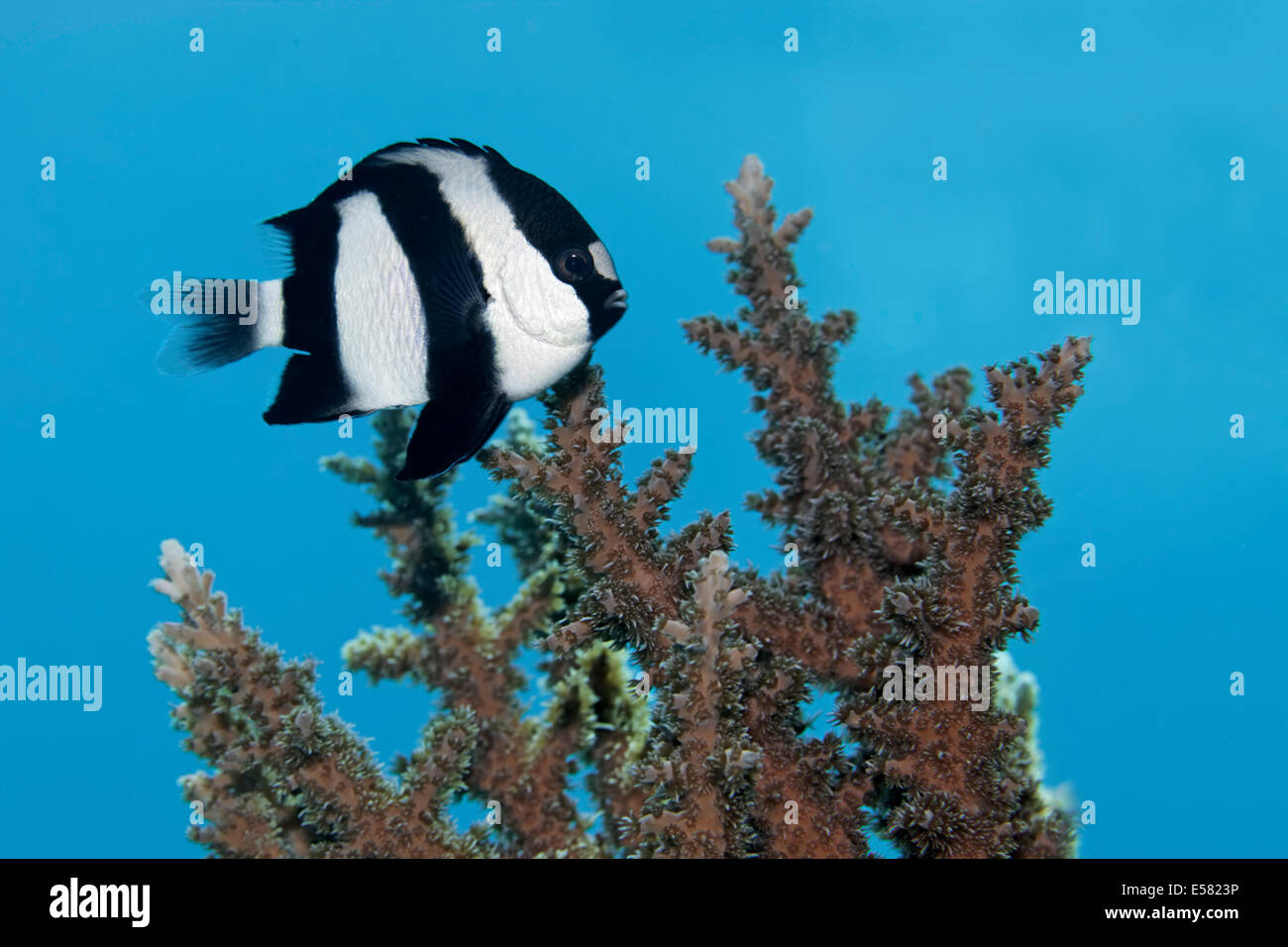 Whitetail (Dascyllus aruanus dascyllus), Mar Rojo, Egipto Foto de stock