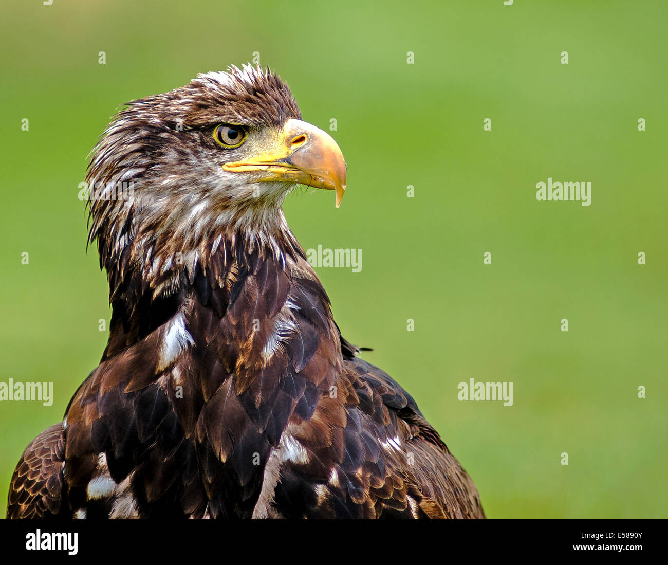 Una de cola blanca, Águila Haliaeetus albicilla mar Foto de stock