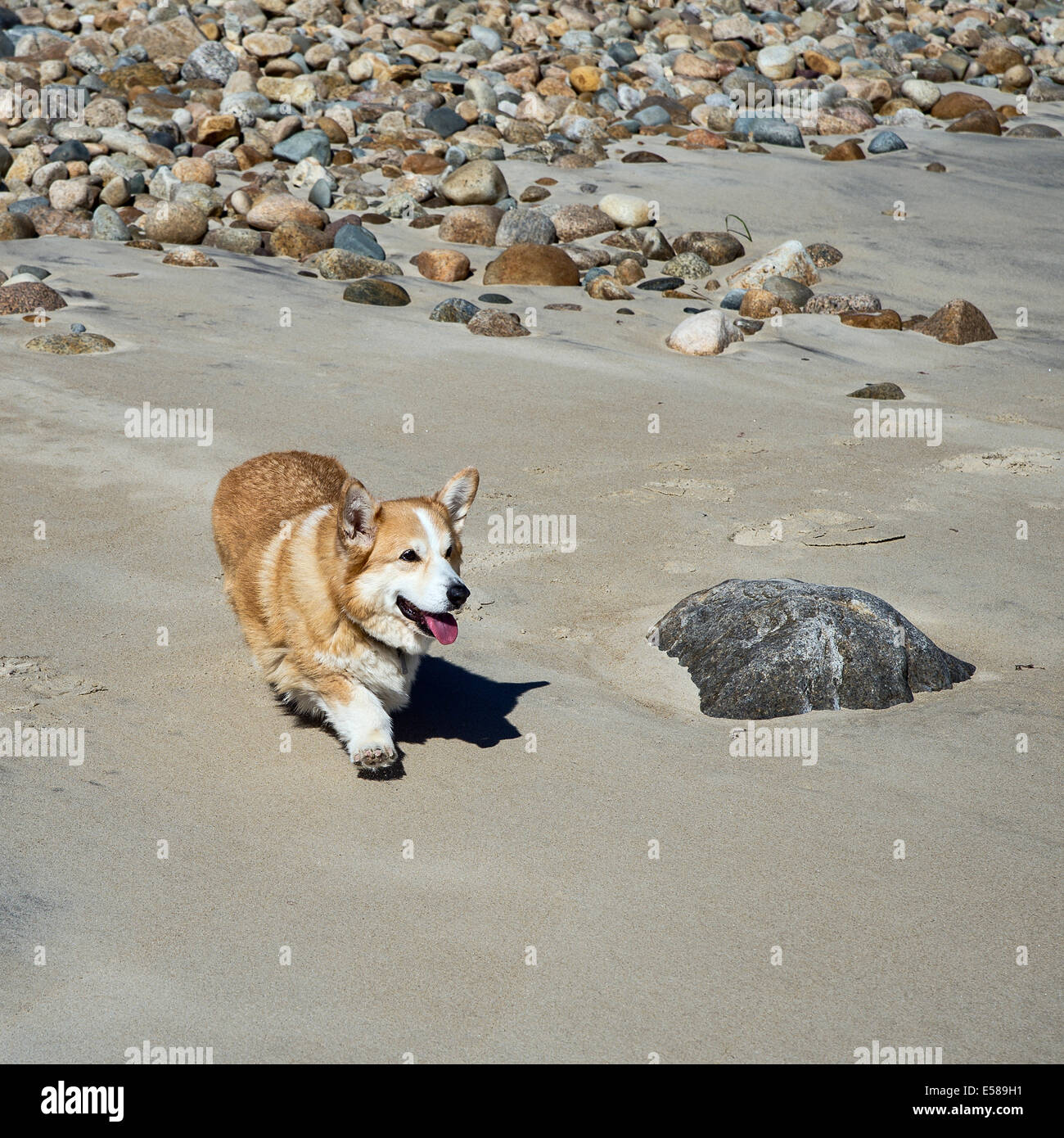 Pembroke Welsh Corgi caminando por la playa. Foto de stock