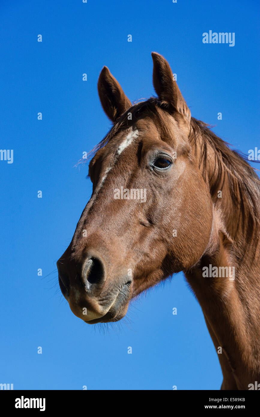 Retrato de un caballo. Foto de stock