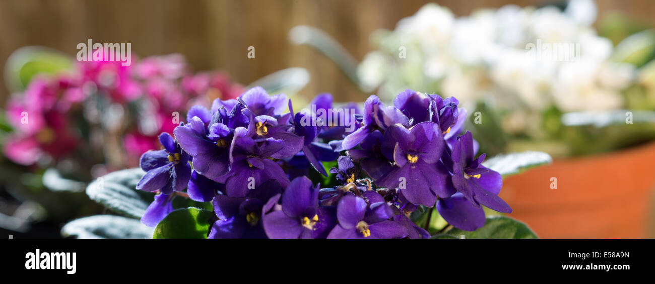 Las violetas (detalle) que crecen plantas de interior Foto de stock