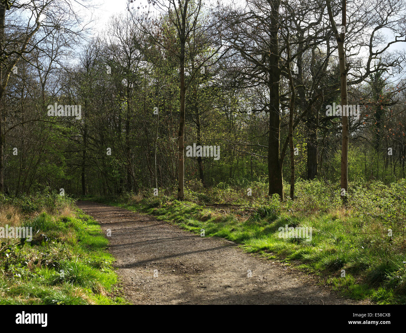 Woodland path en Marlborough, Gran Bedwyn, Savernake Forest, Wiltshire, Reino Unido. Foto de stock