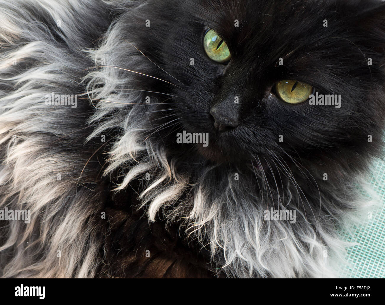 Miradas de gato gris y negro. Foto de stock