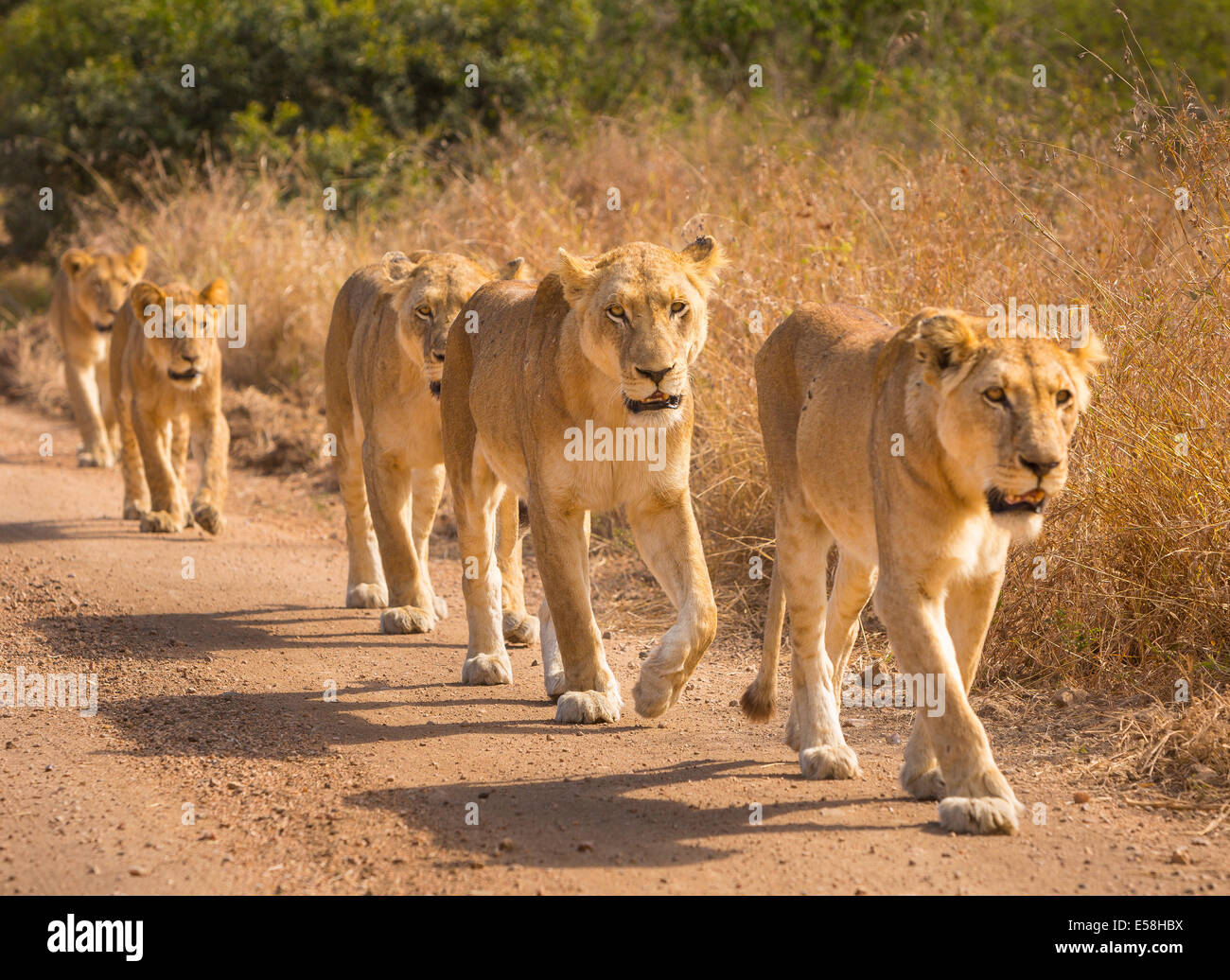 El Parque Nacional Kruger, Sudáfrica - Leones Biyamiti caza cerca del campamento. Panthera leo Foto de stock