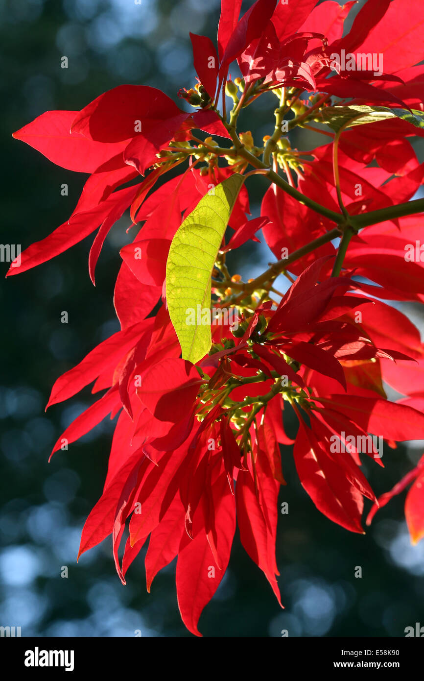Hojas rojas de Estrella de Navidad, Poinsettia (Euphorbia pulcherrima), Weihnachtsstern. Zambia, África Foto de stock