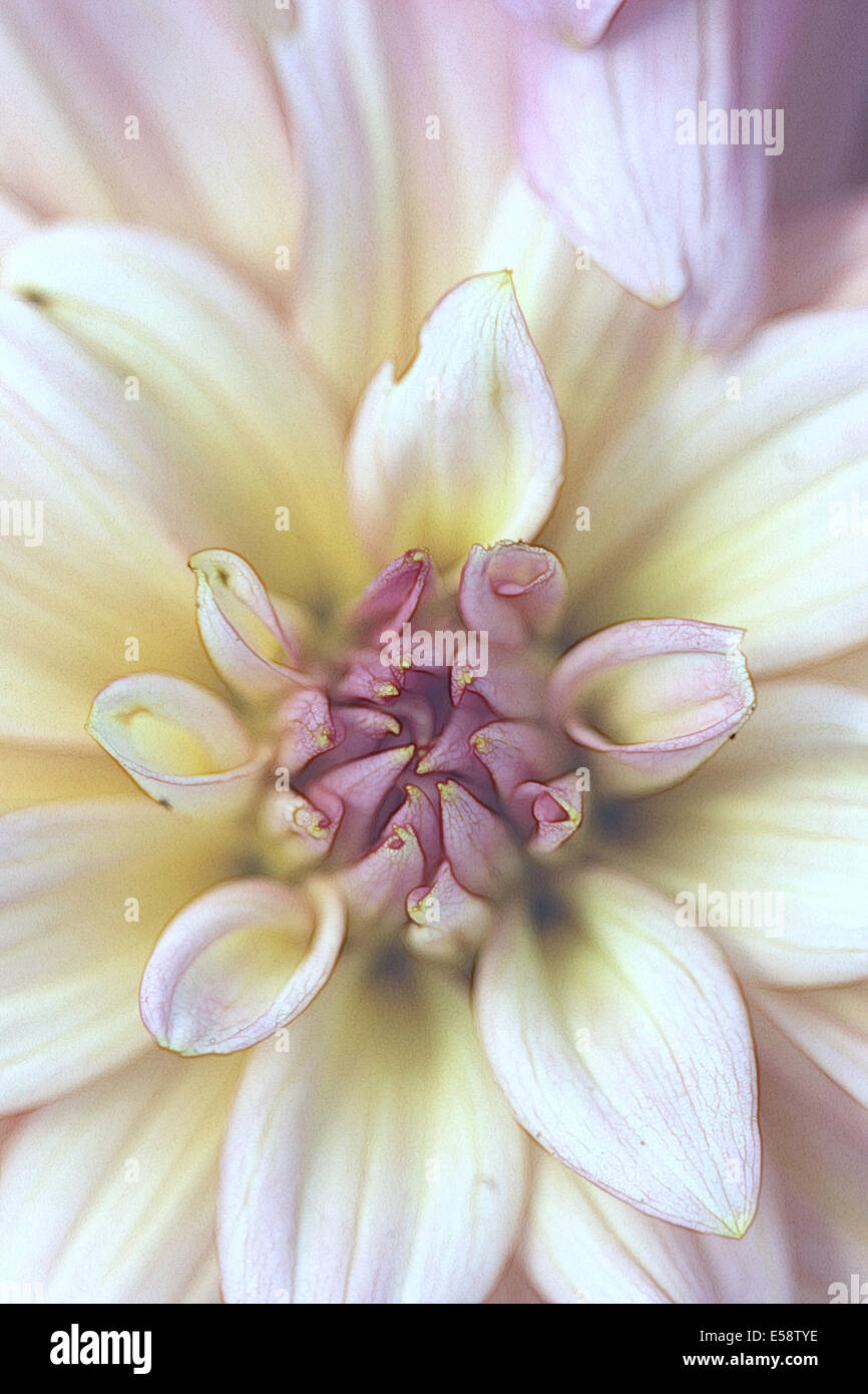 La Dalia es una flor perenne encontrada en las regiones tropicales, pero puede utilizarse en zonas templadas cuando se almacena durante el invierno. Foto de stock