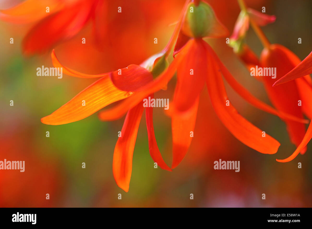 Begonia naranja fotografías e imágenes de alta resolución - Alamy