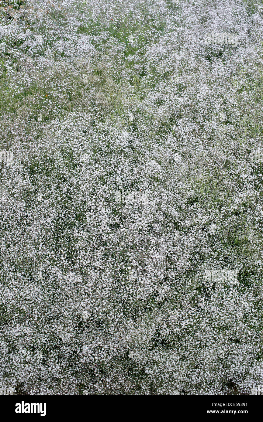 Gypsophila paniculata 'Bristol Fairy' . La respiración del bebé