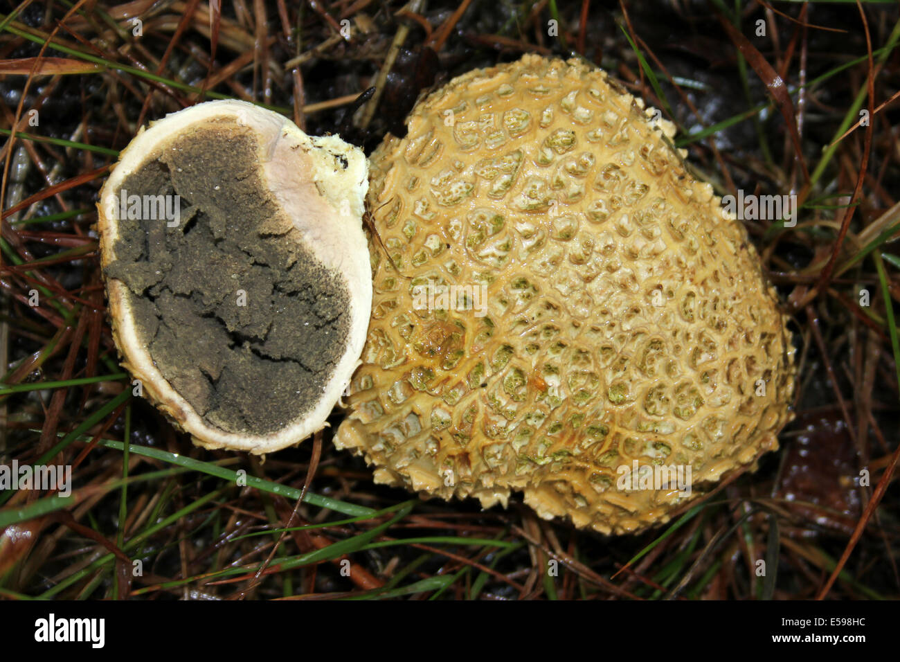 Escamosa Scleroderma verrucosum Earthballs - una cruz-seccionadas para mostrar esporas Foto de stock