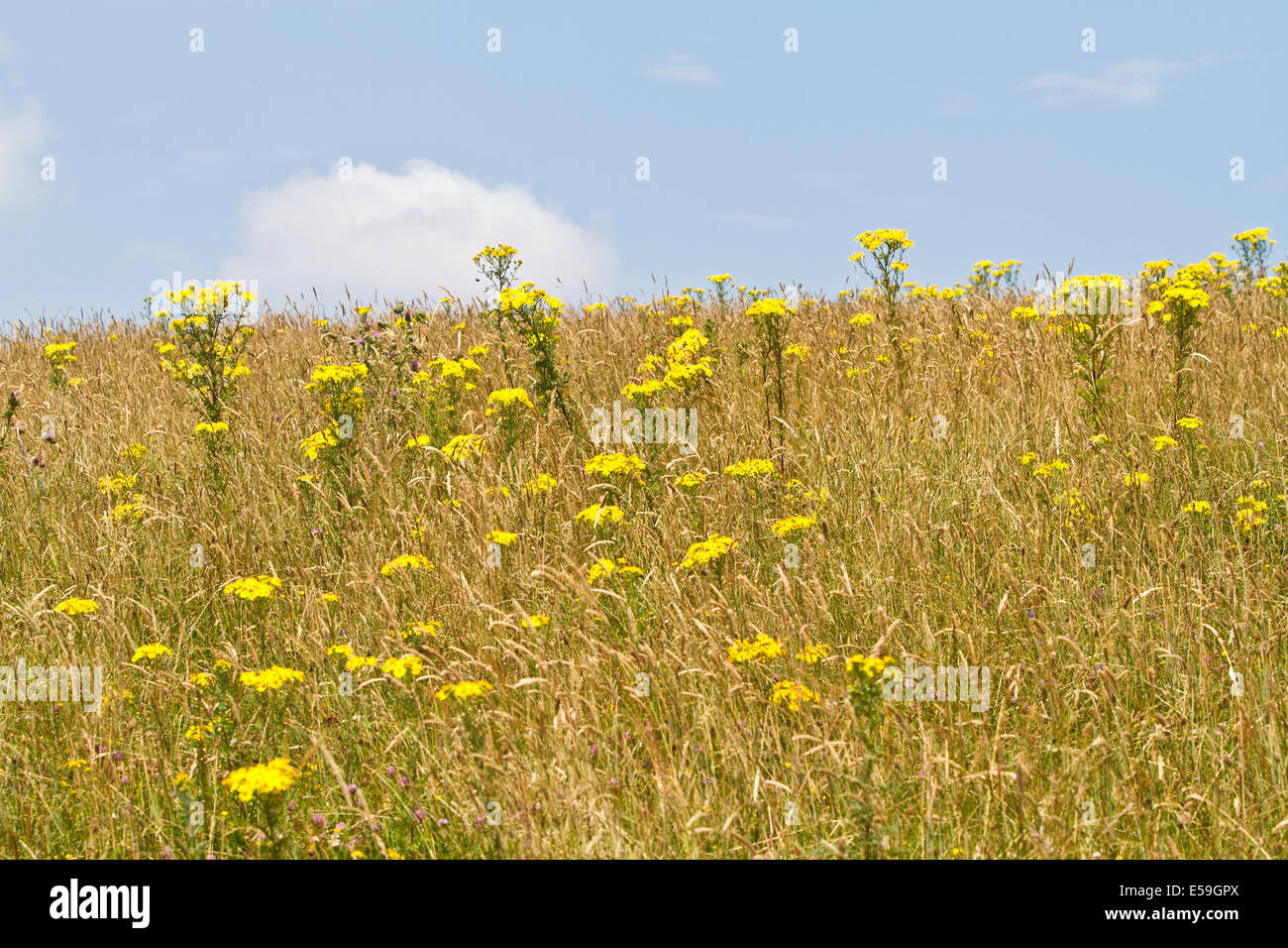 Flores silvestres en Devil's Dyke en Sussex en Inglaterra Foto de stock