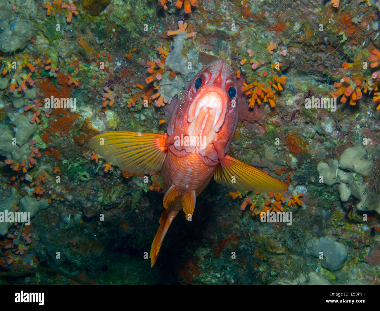 Un soldierfish siendo limpiado por un camarón en el interior de una cueva grande en Bananna de coral en Maldivas Foto de stock