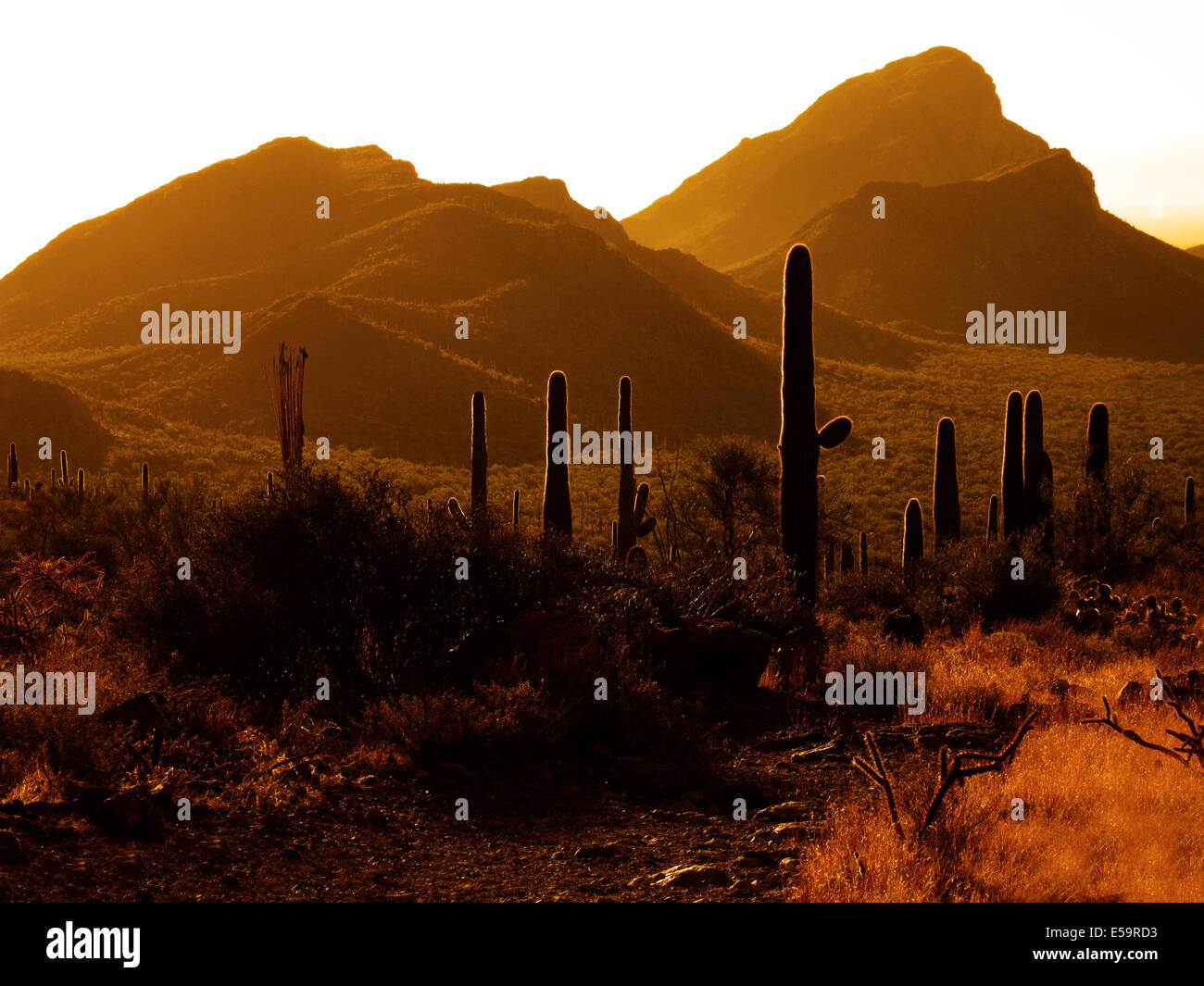 Muchos cactus saguaro en la montaña en el desierto del Suroeste Foto de stock
