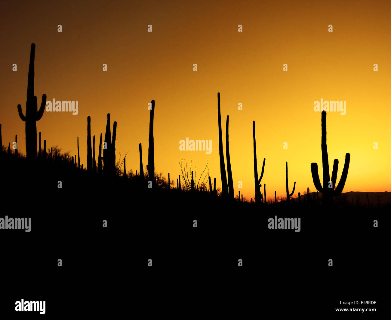 Muchos cactus saguaro en la montaña en el desierto del suroeste por la mañana Foto de stock