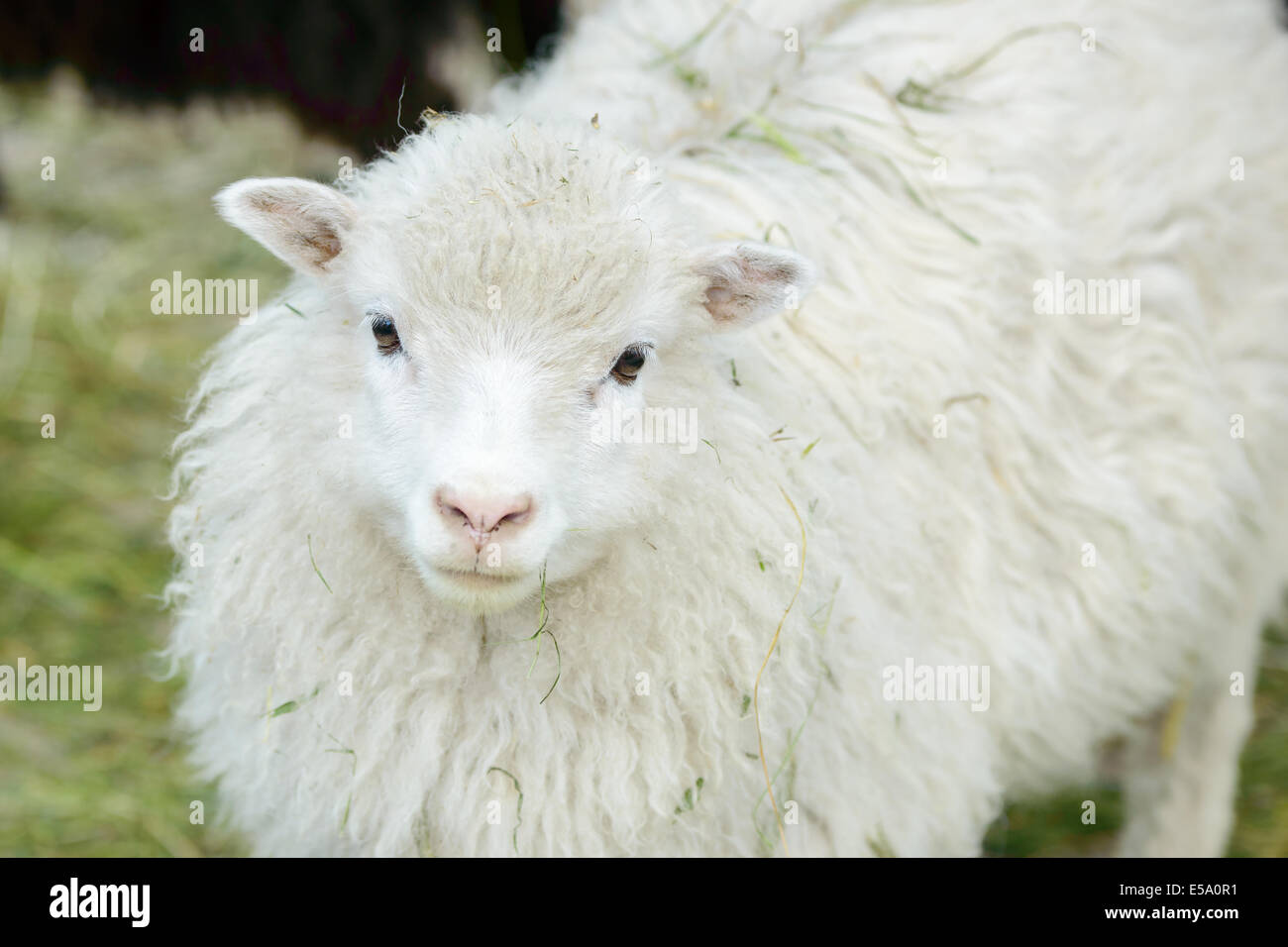 Uno de los blancos jóvenes ovejas domésticas, Ovis aries, mirando hacia usted, a quemarropa. Foto de stock