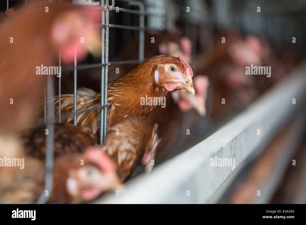 Brown pollo en una moderna fábrica de aves Foto de stock