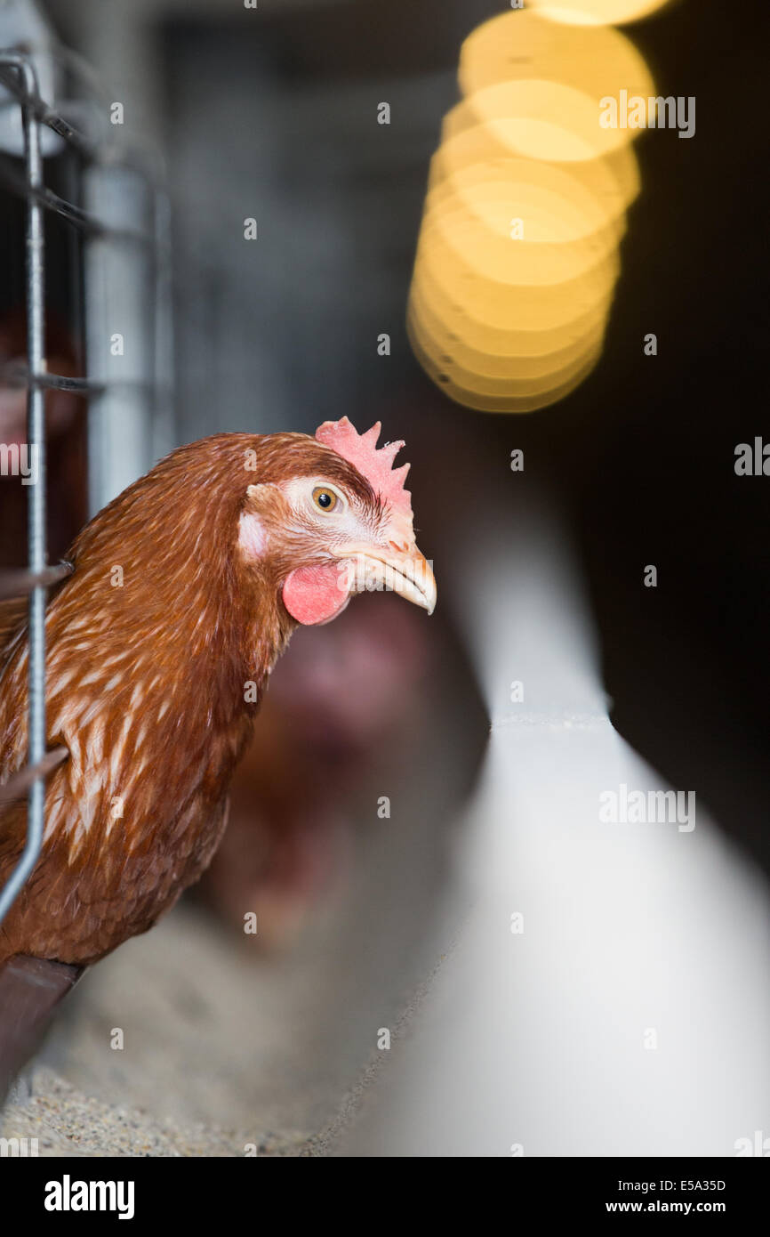 Retrato de un marrón de pollo en una moderna fábrica de aves Foto de stock