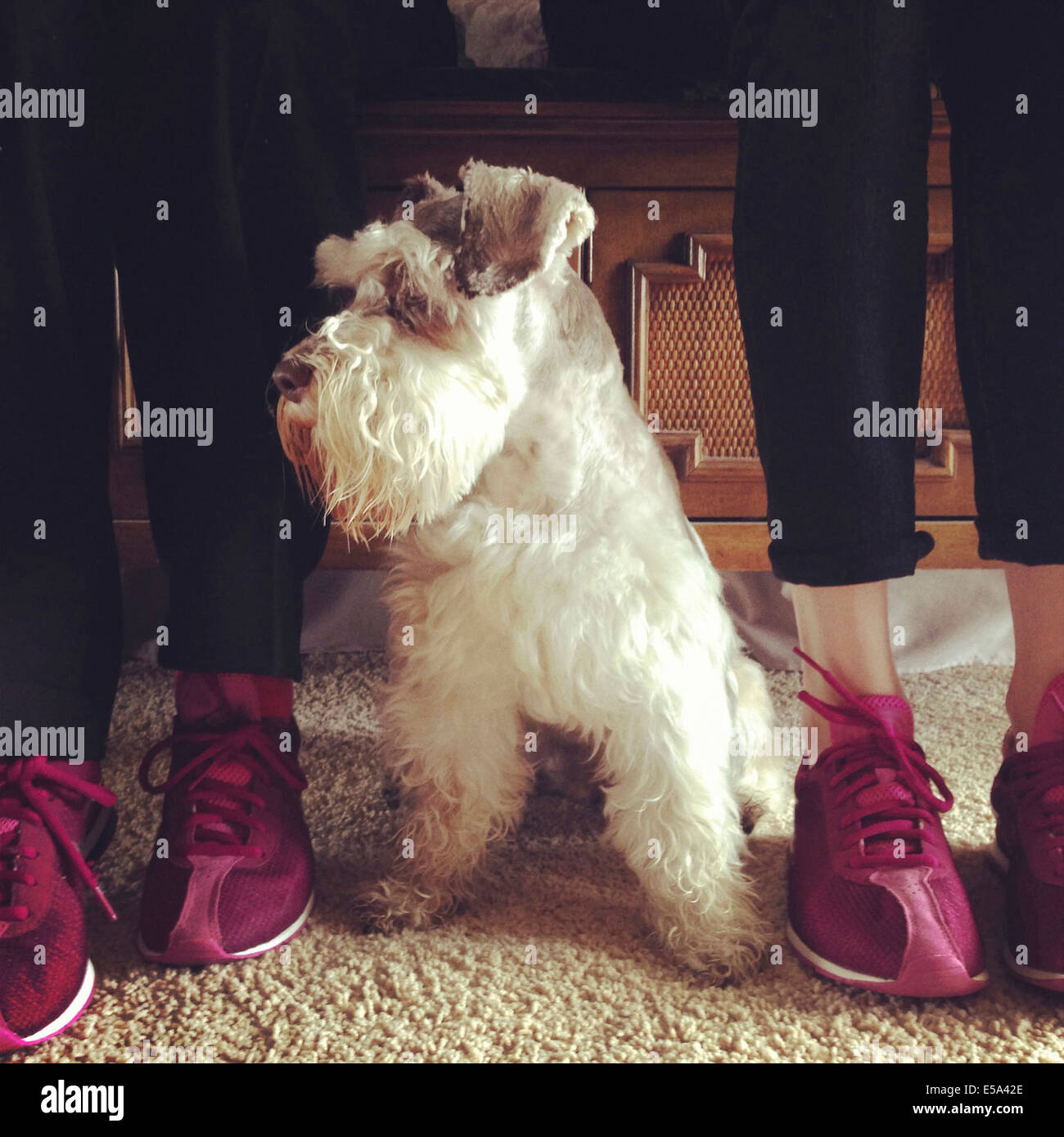 Abuela y nieta en zapatos coincidente con perro Foto de stock