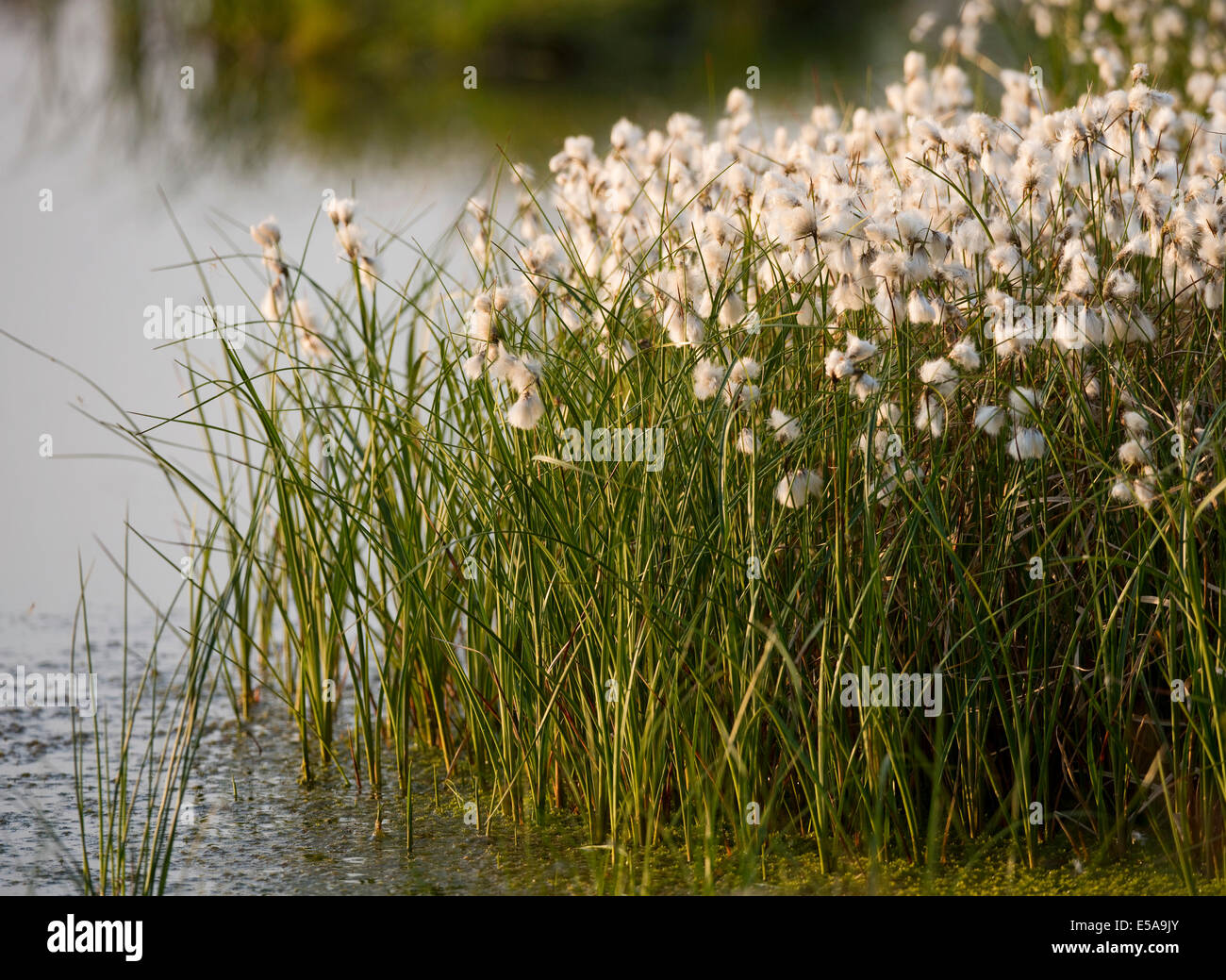 Cottongrass común (Eriophorum angustifolium), Großes Moor Reserva Natural, Baja Sajonia, Alemania Foto de stock
