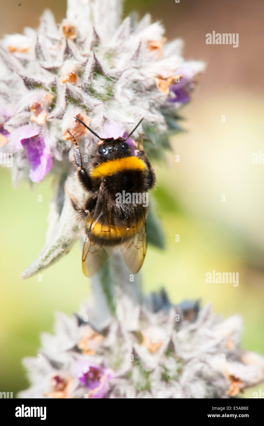 El noroeste de Londres, Golders Hill Park, abejorro, abejorros Bombus Apoidae INSECTOS insectos blanco rojo de flores flores Foto de stock
