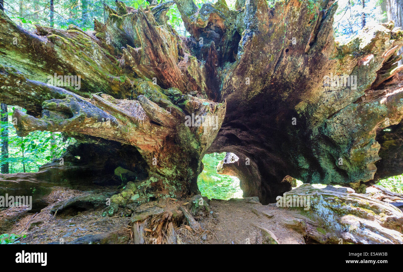 Compleja estructura de la raíz de un gigantesco árbol sequoia tumbada en Calaveras Big Trees State Park en California Foto de stock