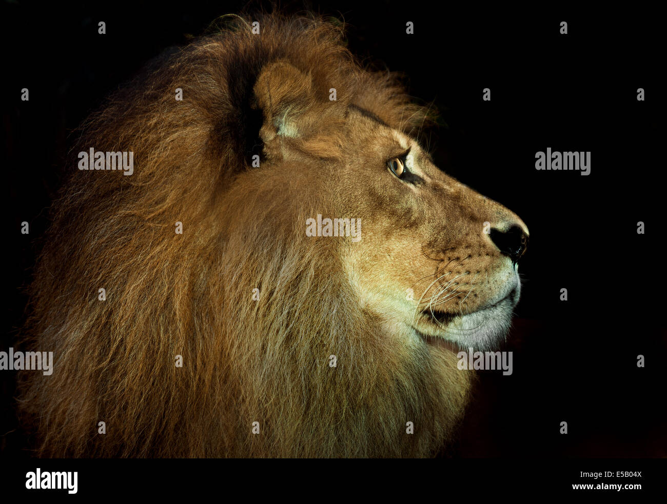 Hermosos leones de áfrica Foto de stock