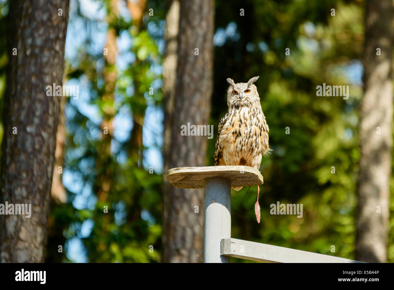 Búho águila euroasiática, Bubo bubo. Aquí sentado en la placa de madera con un bosque de pinos en segundo plano. Foto de stock