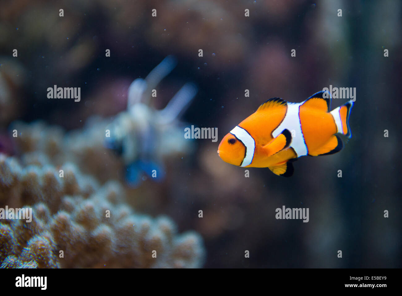 Peces de acuario de agua salada - Amphiprion ocellaris - pez payaso - Nemo Foto de stock
