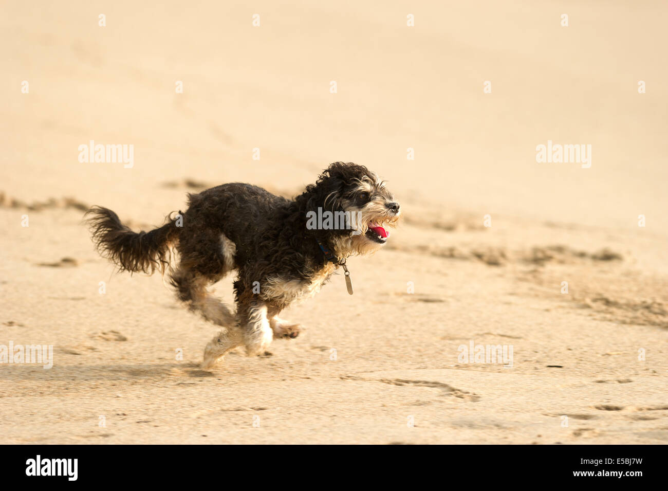 Un lindo perro es correr y jugar recuperar la pelota en la playa. Foto de stock