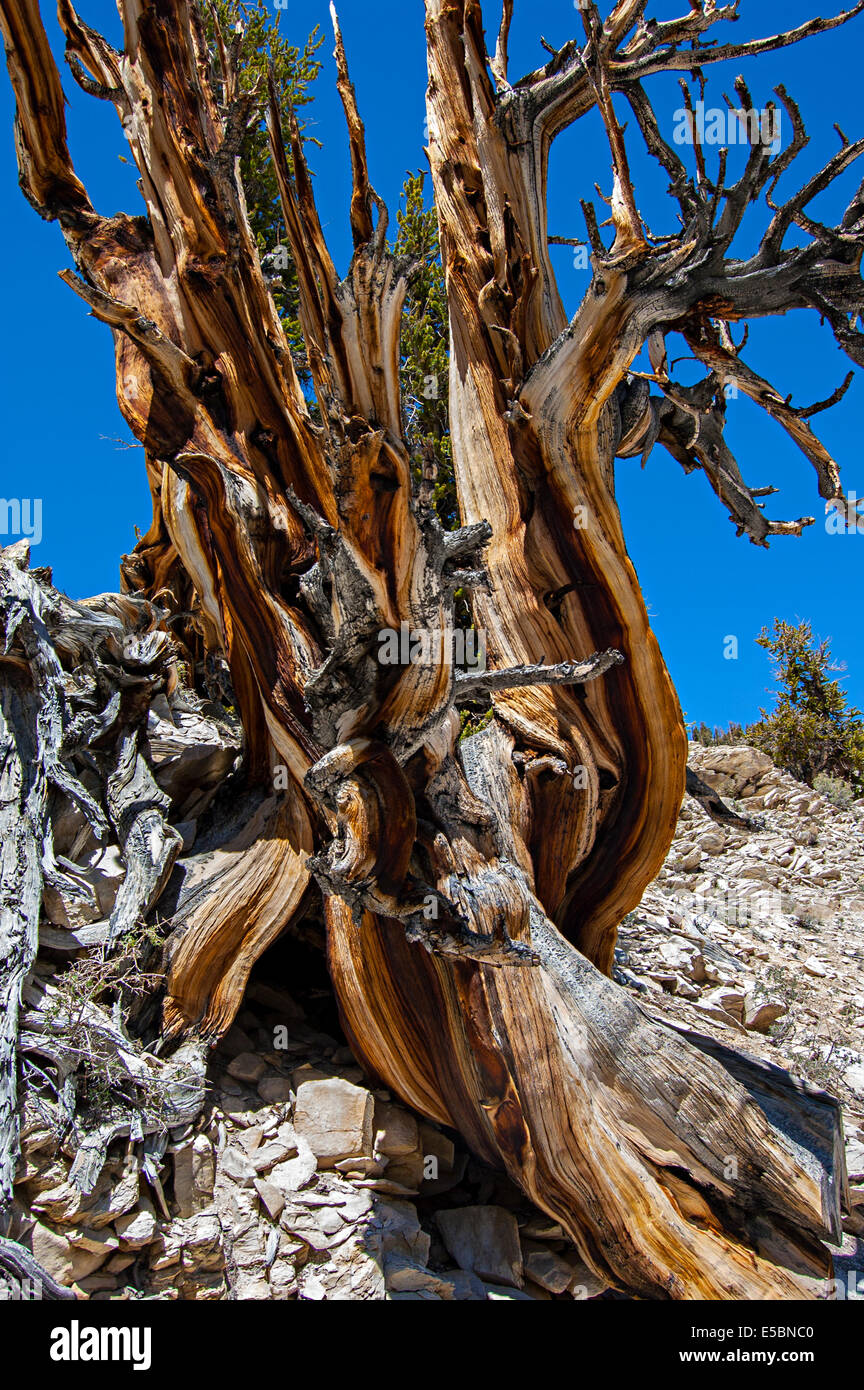 Antiguo bosque de pinos bristlecone, White Mountains, California, EE.UU. Foto de stock