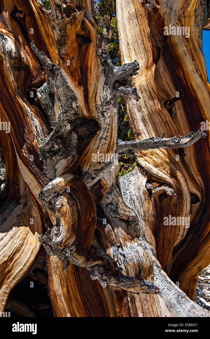 Antiguo bosque de pinos bristlecone, White Mountains, California, EE.UU. Foto de stock