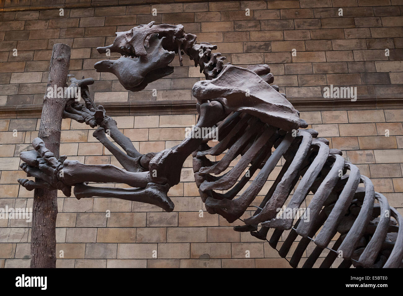 Esqueleto de mamífero extinguido Ground Sloth gigante Megatherium americanum Foto de stock