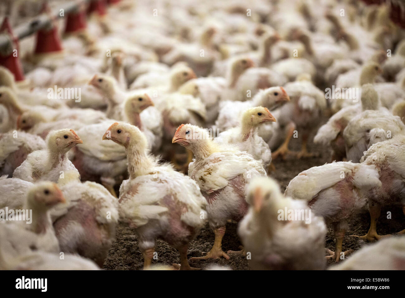Los pollos en la pluma de ganado en una granja de pollos que no utilice antibióticos en su crianza. Eindhoven, Holanda Foto de stock