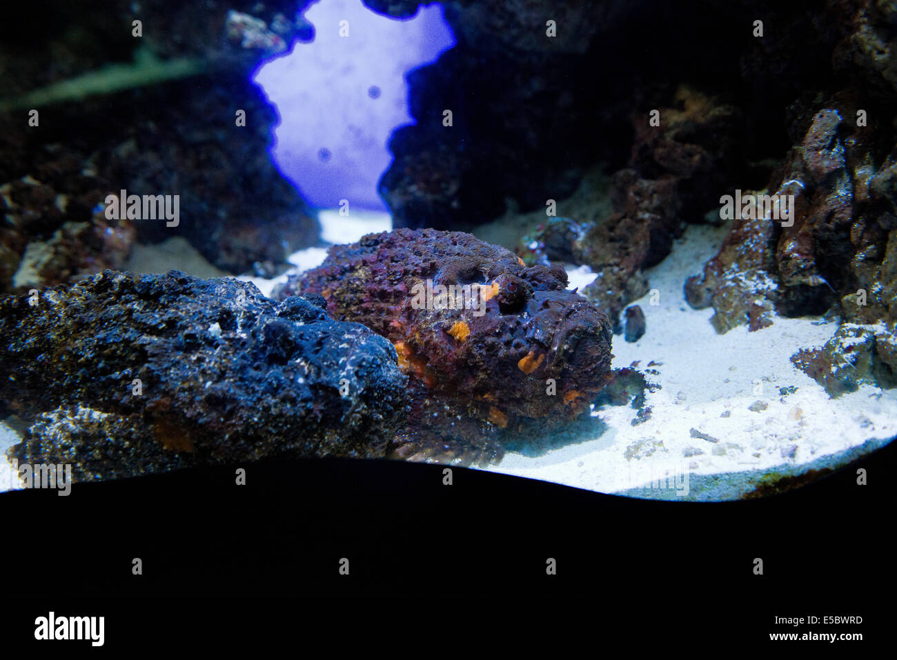 Peces de agua salada - pez piedra Synanceia verrucosa Foto de stock