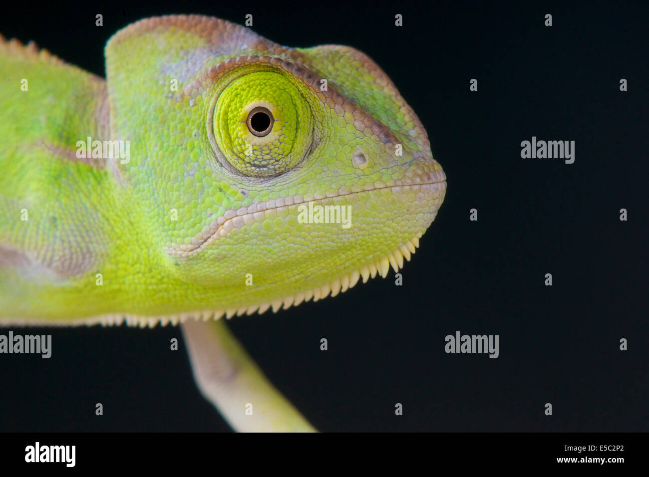 Camaleón bebé fotografías e imágenes de alta resolución - Alamy