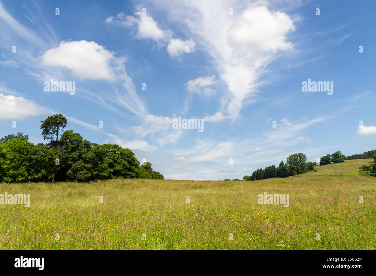 Prado de flores silvestres en la región de West Midlands, Reino Unido con un big sky Foto de stock