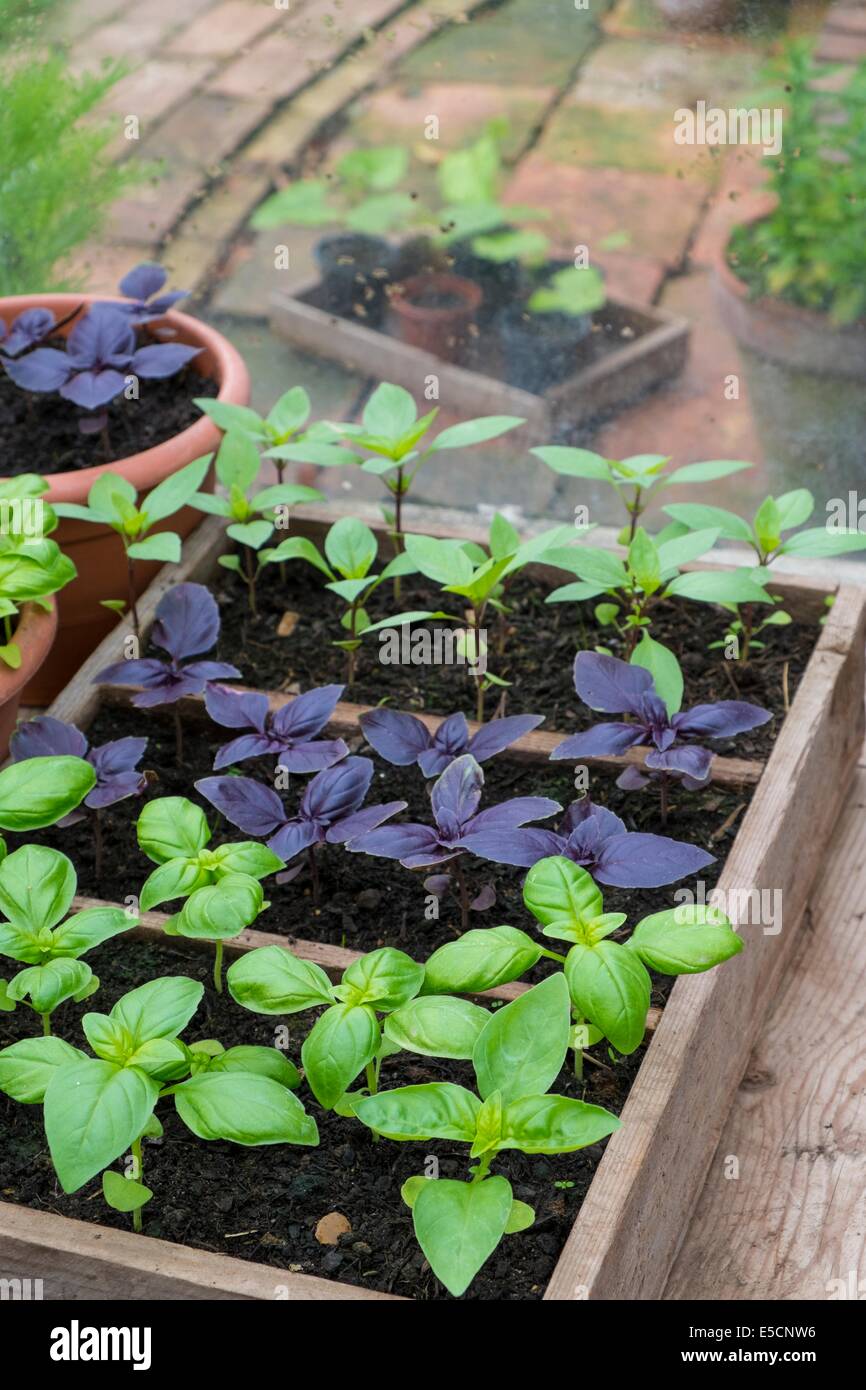 Pot crecido dulce, púrpura y albahaca thai en invernadero con recipiente de tomates frescos Foto de stock
