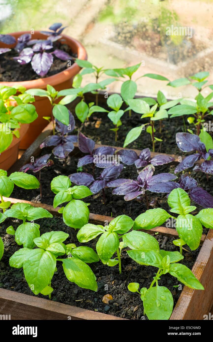Pot crecido dulce, púrpura y albahaca thai en invernadero con recipiente de tomates frescos Foto de stock