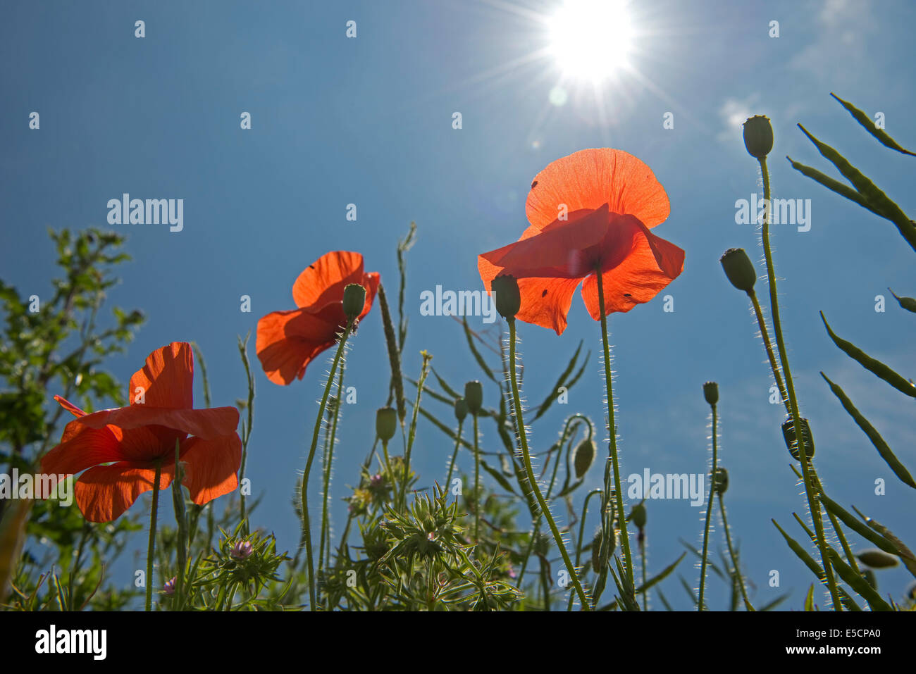 La amapola, Papaver rhoeas maíz, flores rojas contra el sol y el cielo azul del verano Foto de stock