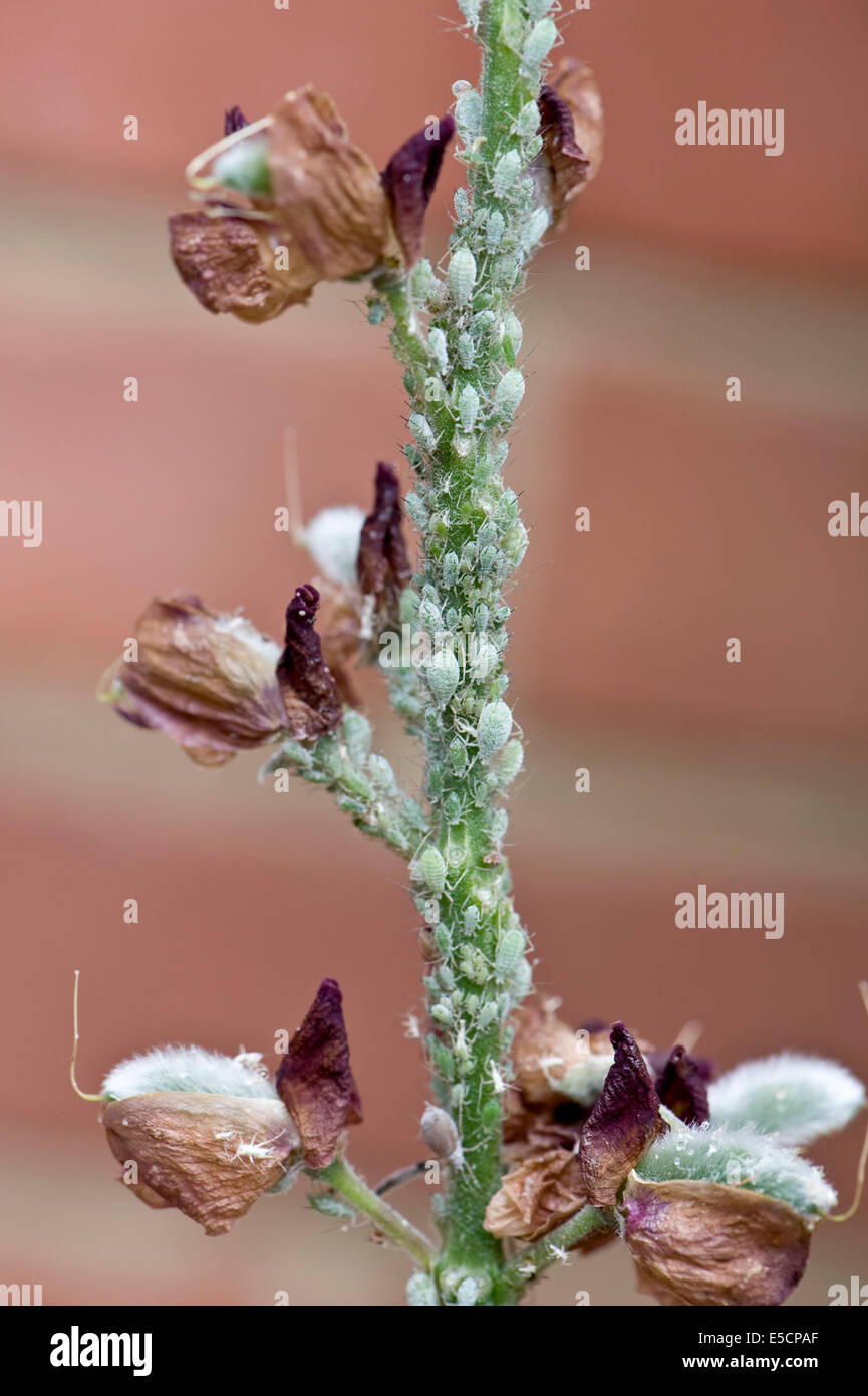 Lupin pulgones, Macrosiphum albifrons, infestación en el pedúnculo de una flor de lupino Foto de stock