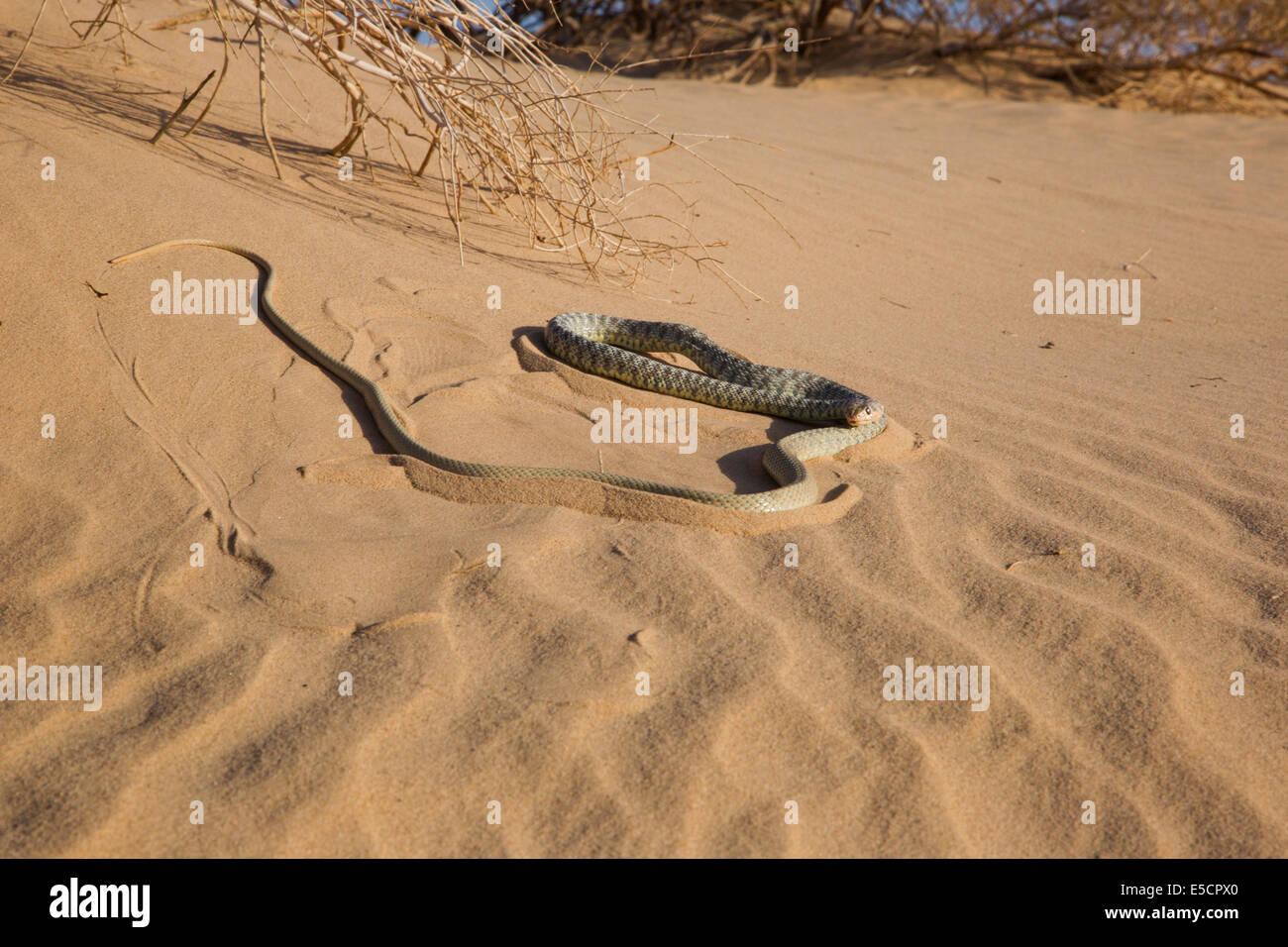 Braid serpiente o Jan Cliff Racer (Coluber rhodorachis) fotografiado en Israel Foto de stock