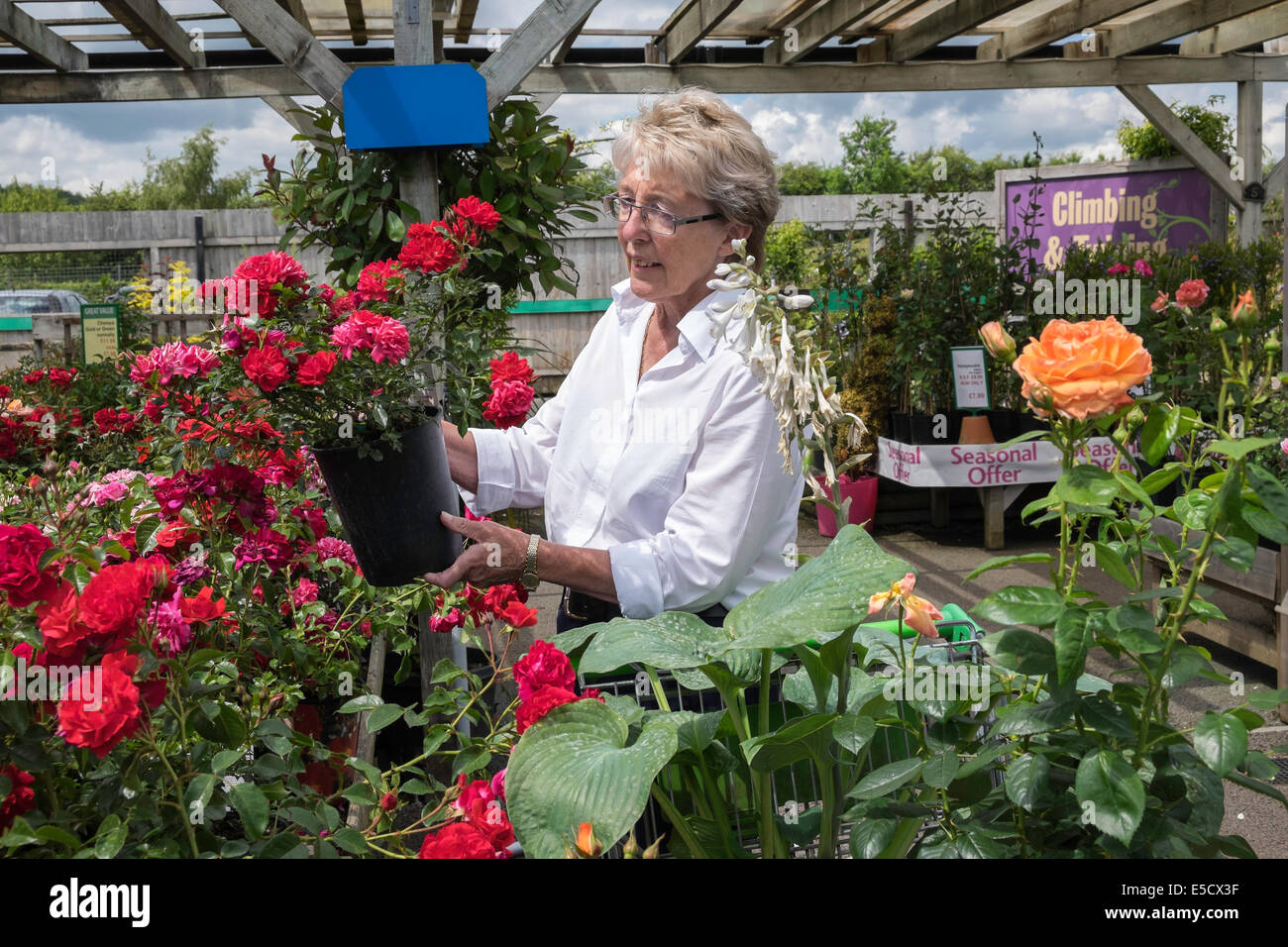 Anciana pensionista mirando rosas y plantas en el centro de jardinería local día de verano UK Foto de stock