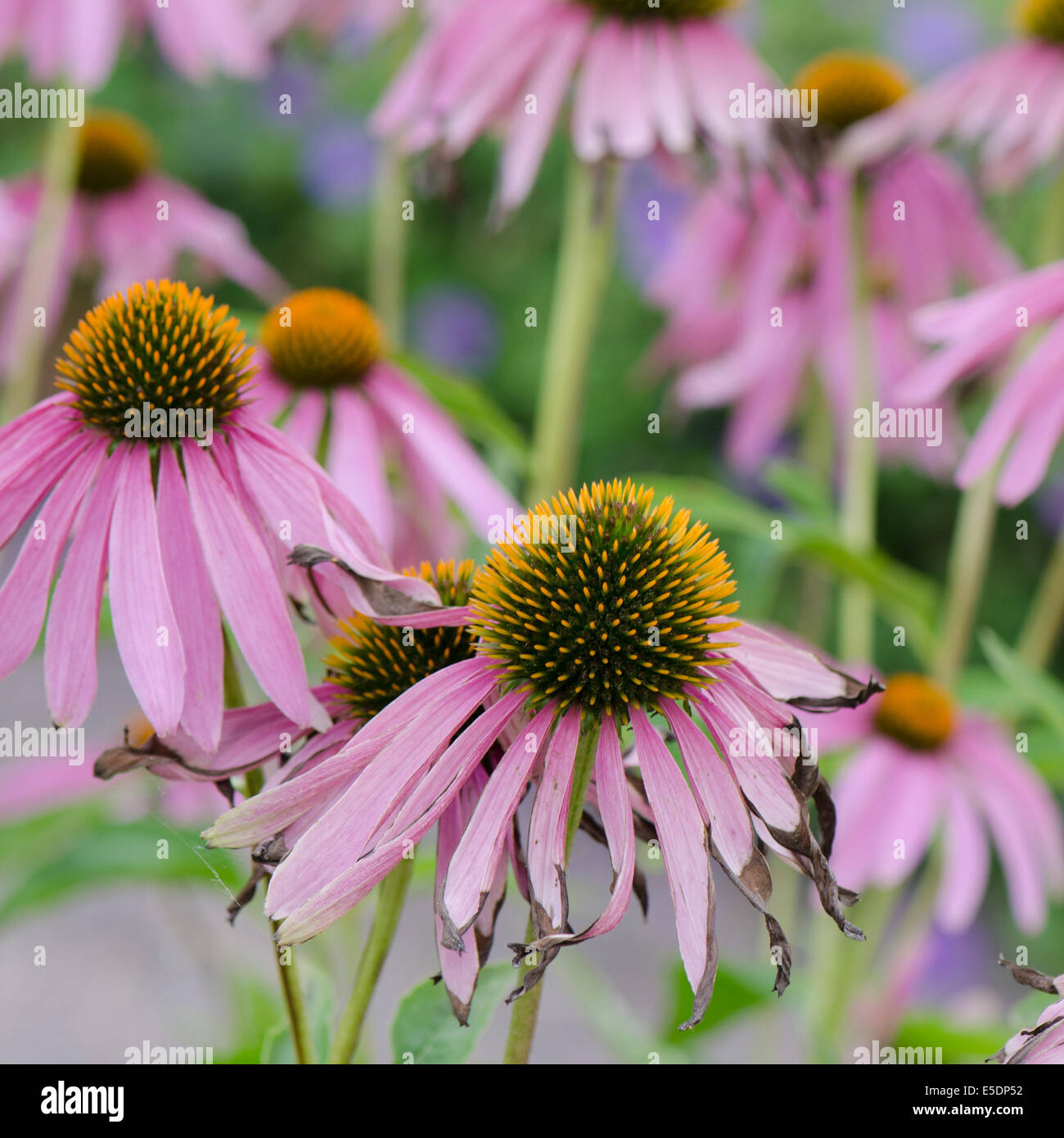 Las flores de hierbas medicinales Echinacea purpurea o coneflower, close-up Foto de stock