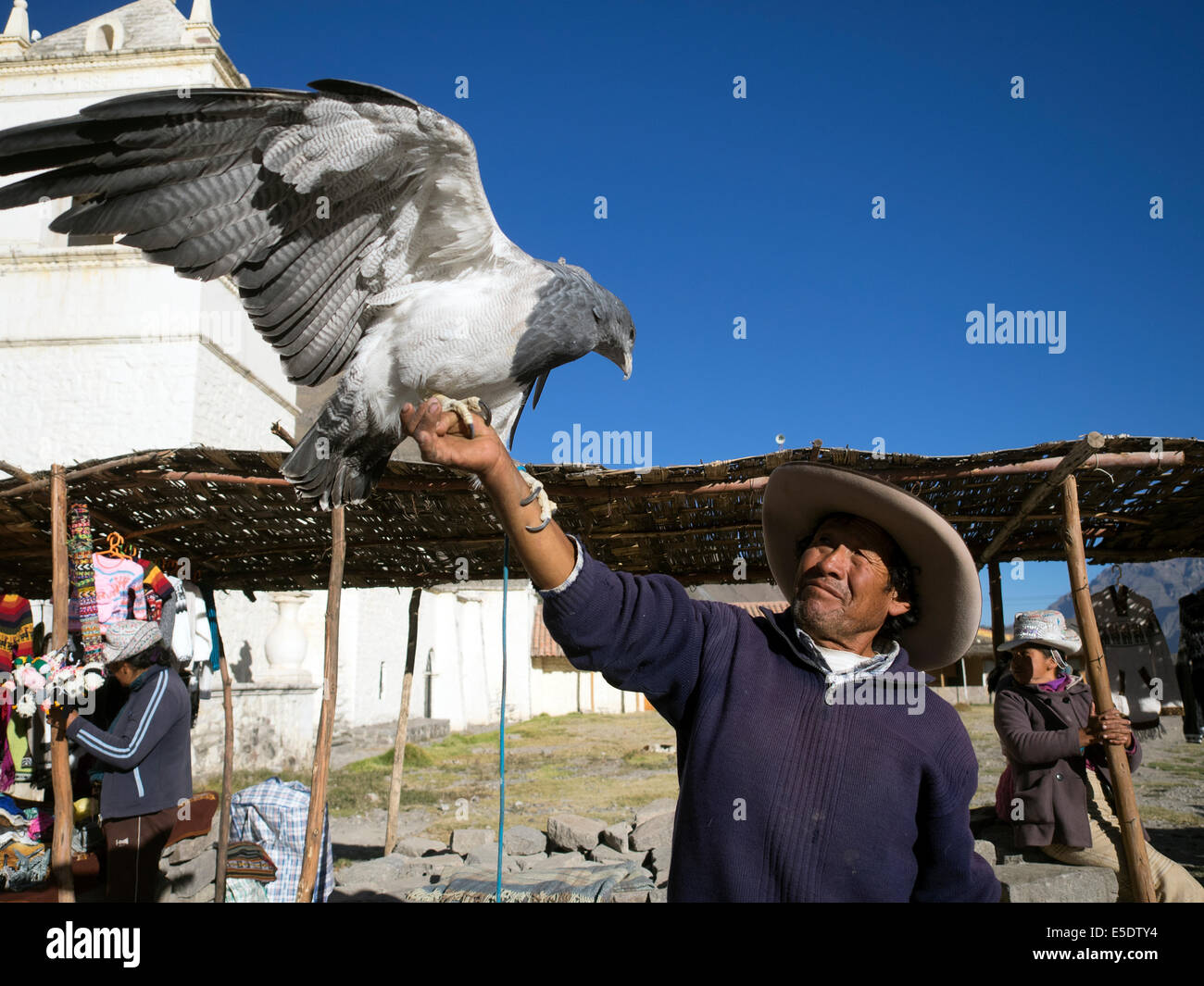 Hombre local con eagle - Yanque, Perú Foto de stock