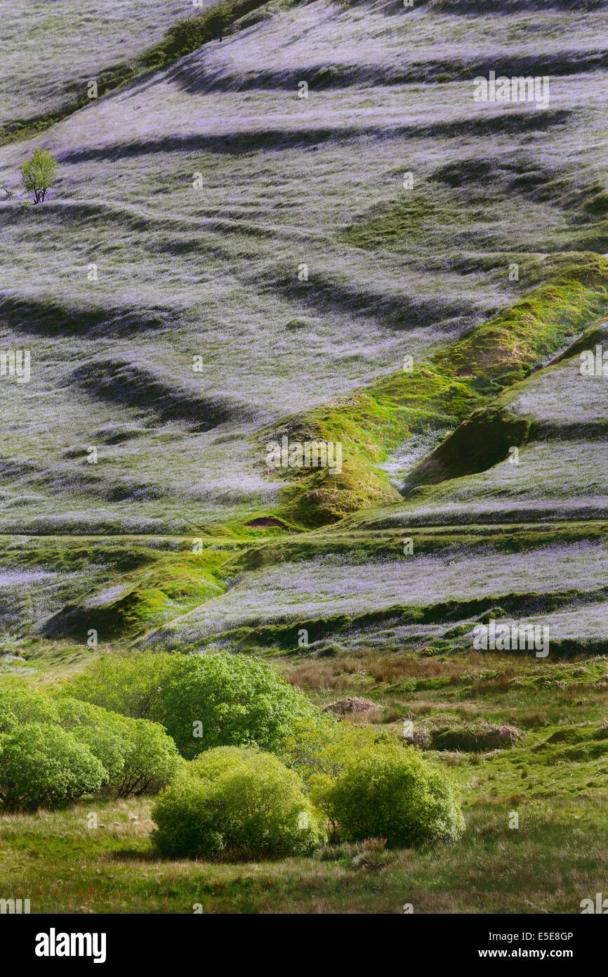 El sistema de campo medieval cubierto de campanillas en primavera. Parque nacional de Dartmoor Devon Uk Foto de stock