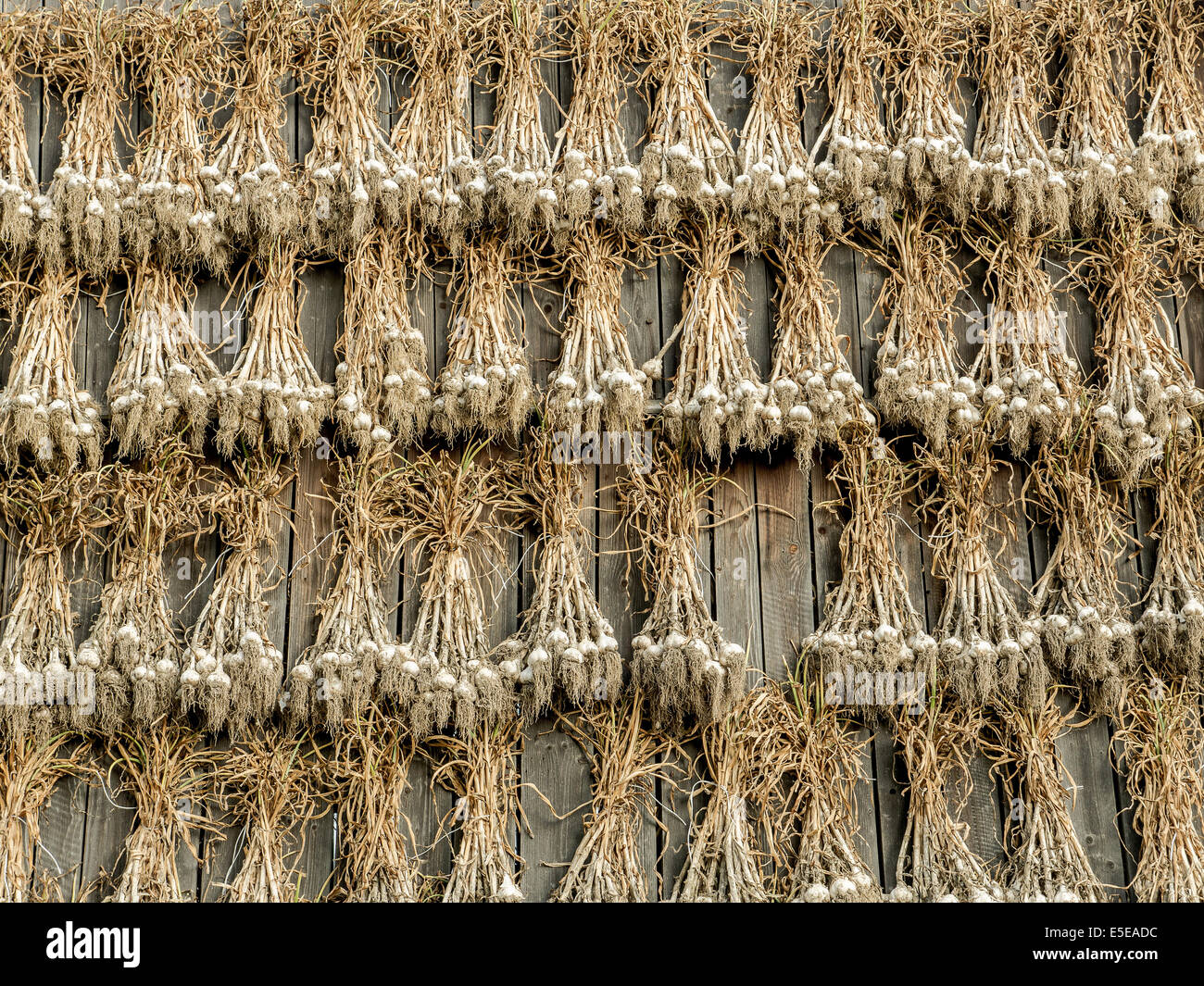 Cultivos de ajo secado fuera de la pared del granero de madera Foto de stock