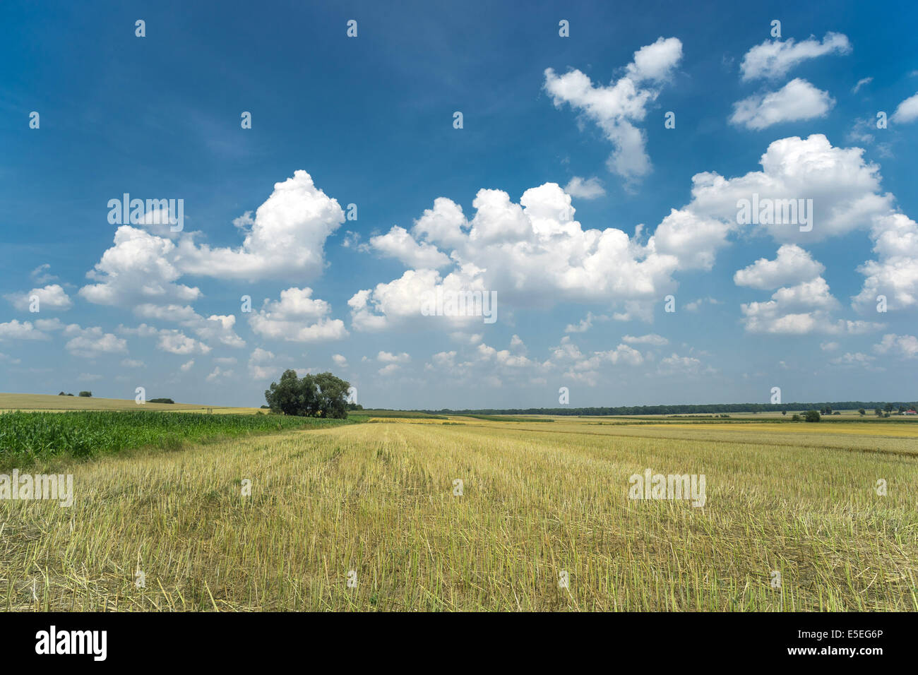 Baja Silesia verano paisaje cerca Strzegom Foto de stock