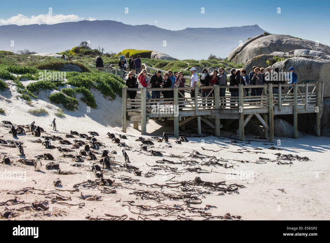 Los turistas en el Boardwalk detrás de una colonia de pingüinos, pingüinos Jackass o pingüinos africanos (Spheniscus demersus), Playa Boulders Foto de stock